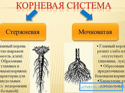 1223 коренева система