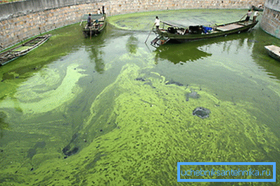 На біопаливі з водоростей можуть літати літаки