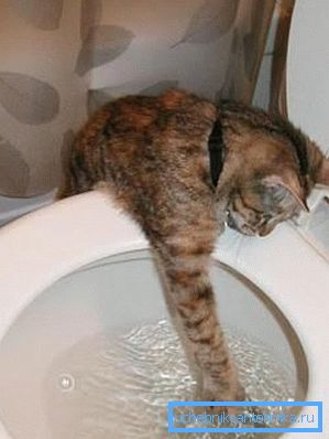 Деяких кішок інтригує злив води Деяких кішок інтригує злив води