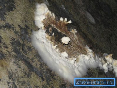 Цвіль - вірний супутник погану вентиляцію Цвіль - вірний супутник погану вентиляцію