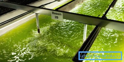 Отримання біопалива з водоростей Отримання біопалива з водоростей