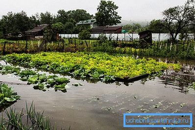 Затоплений ділянку городу Затоплений ділянку городу